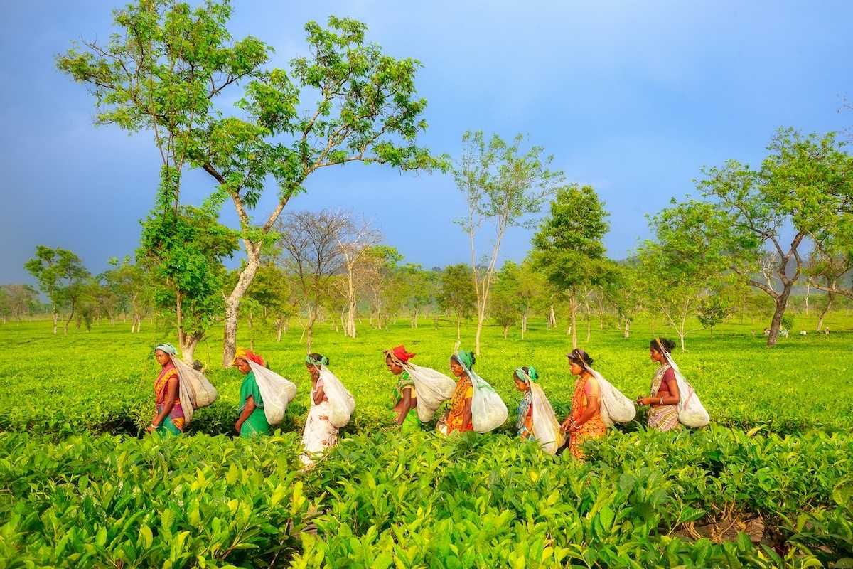 Group of women in single file carrying sacks and harvesting tea