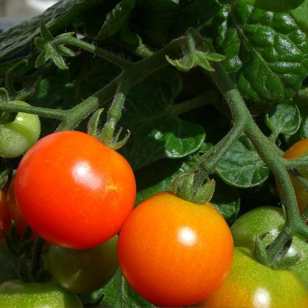 growing veggies year-round in Alberta's harsh climate