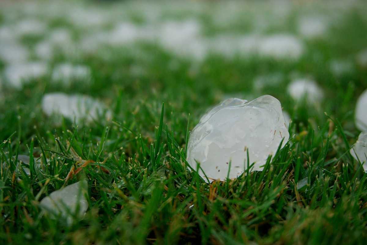 Hail stones on green grass