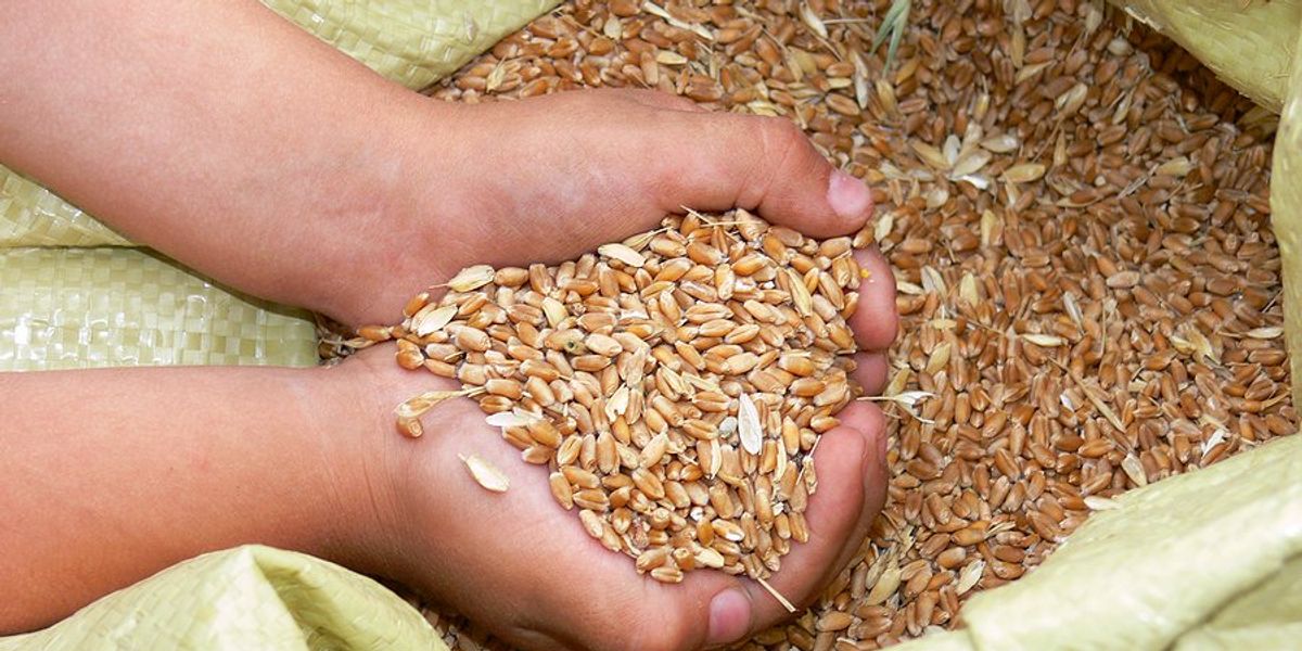 Hands gathering wheat seeds in a bag.