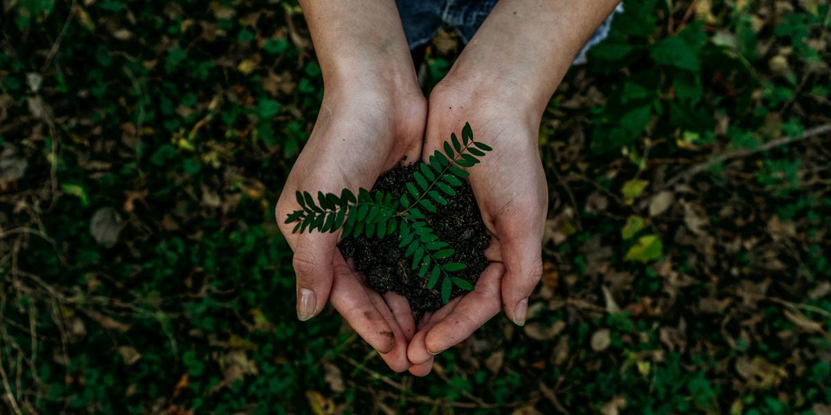 Hands holding a small green plant.