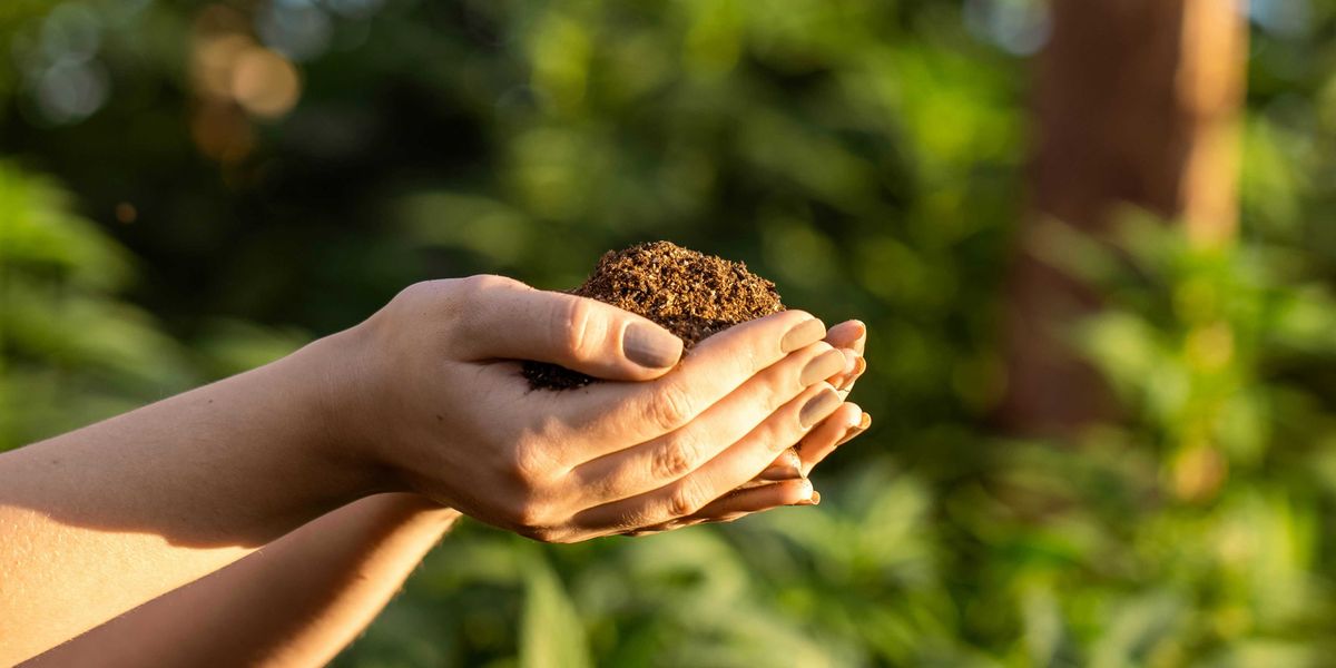 Hands holding brown soil with sunlit trees in background.