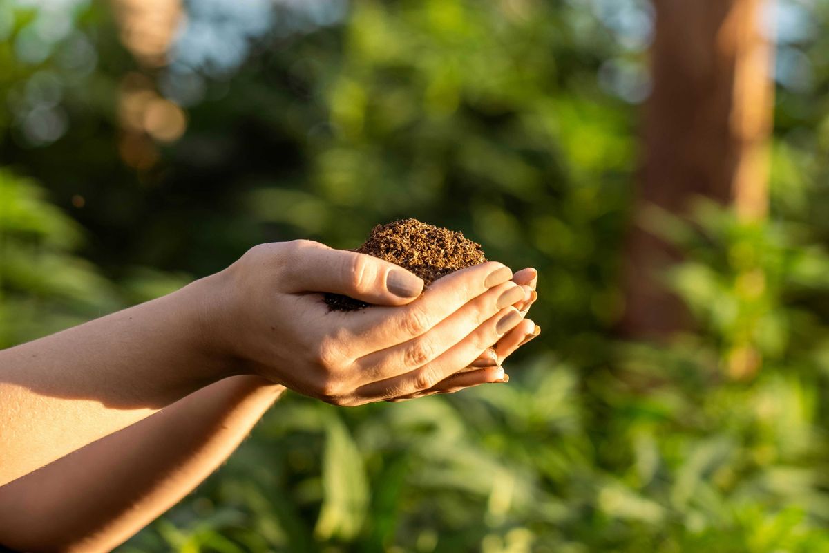 Hands holding brown soil with sunlit trees in background.