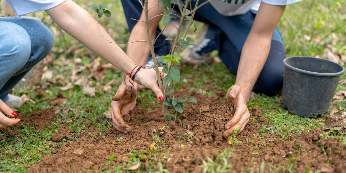 hands planting trees in the ground.