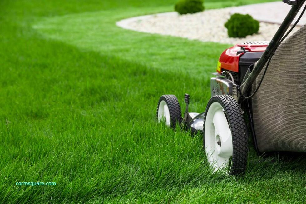 Harper Johnston: Why grass lawns are bad for the environment and your wallet