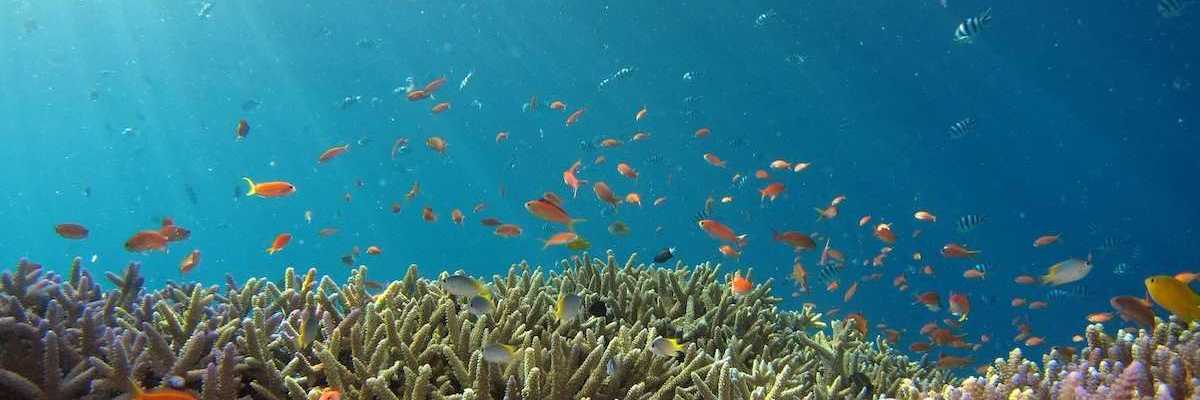 Healthy coral reef and associated fish