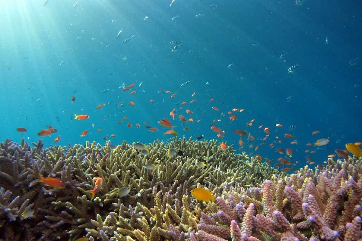 Healthy coral reef and associated fish