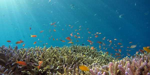 Healthy coral reef and associated fish