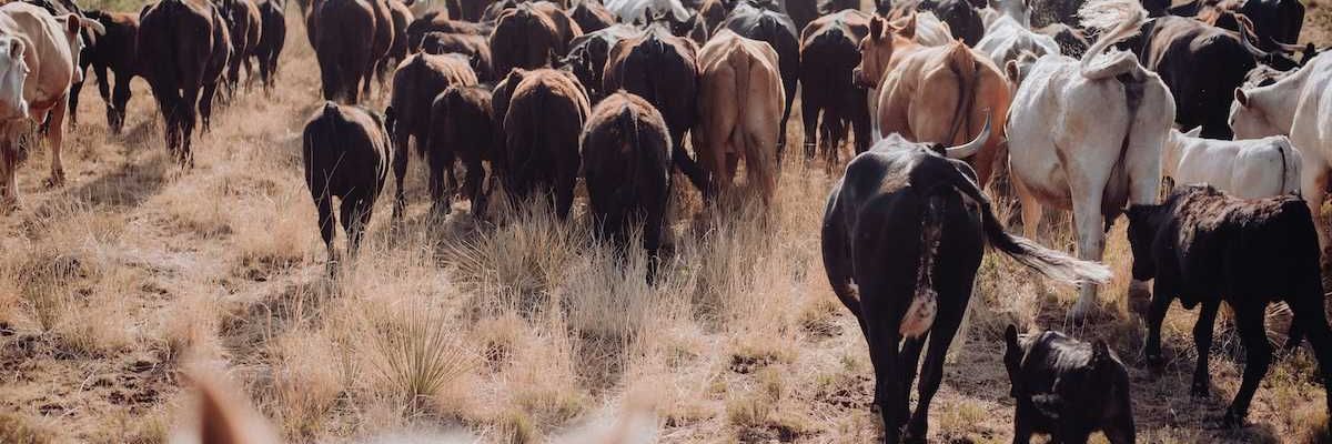 Herd of cattle on sparse grassland