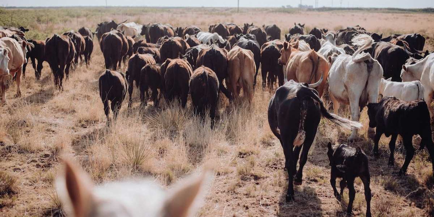 Herd of cattle on sparse grassland