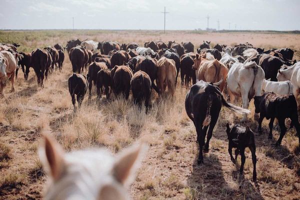 Herd of cattle on sparse grassland