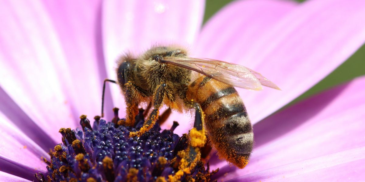 honeybee perched on purple flower in close up photography during daytime.