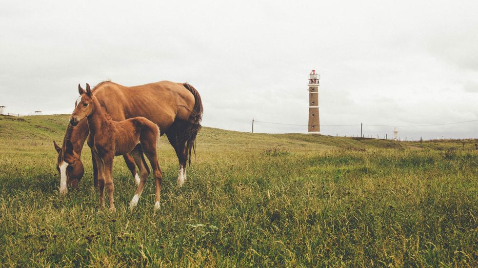 horses farm