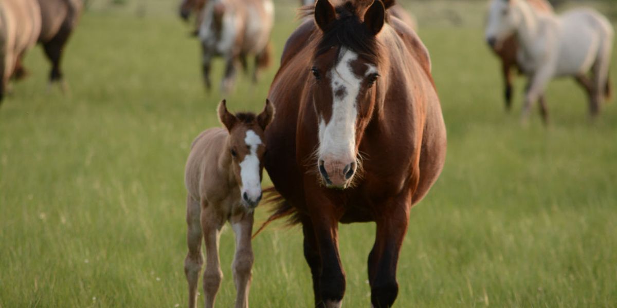 horses in field 