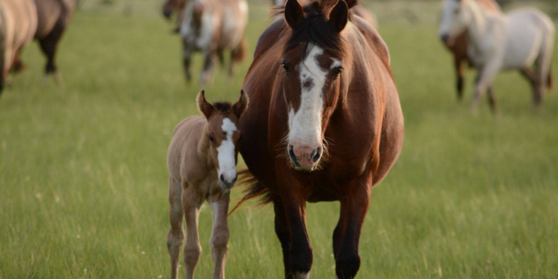 horses in field