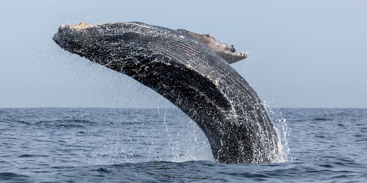 humpback whales face warming oceans
