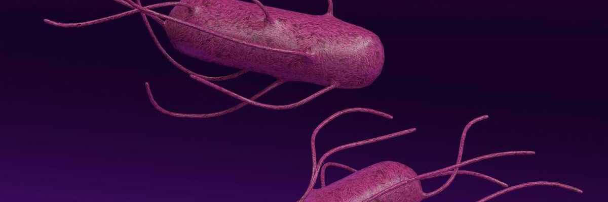 Illustration of vibrio bacteria depicted in color as purple