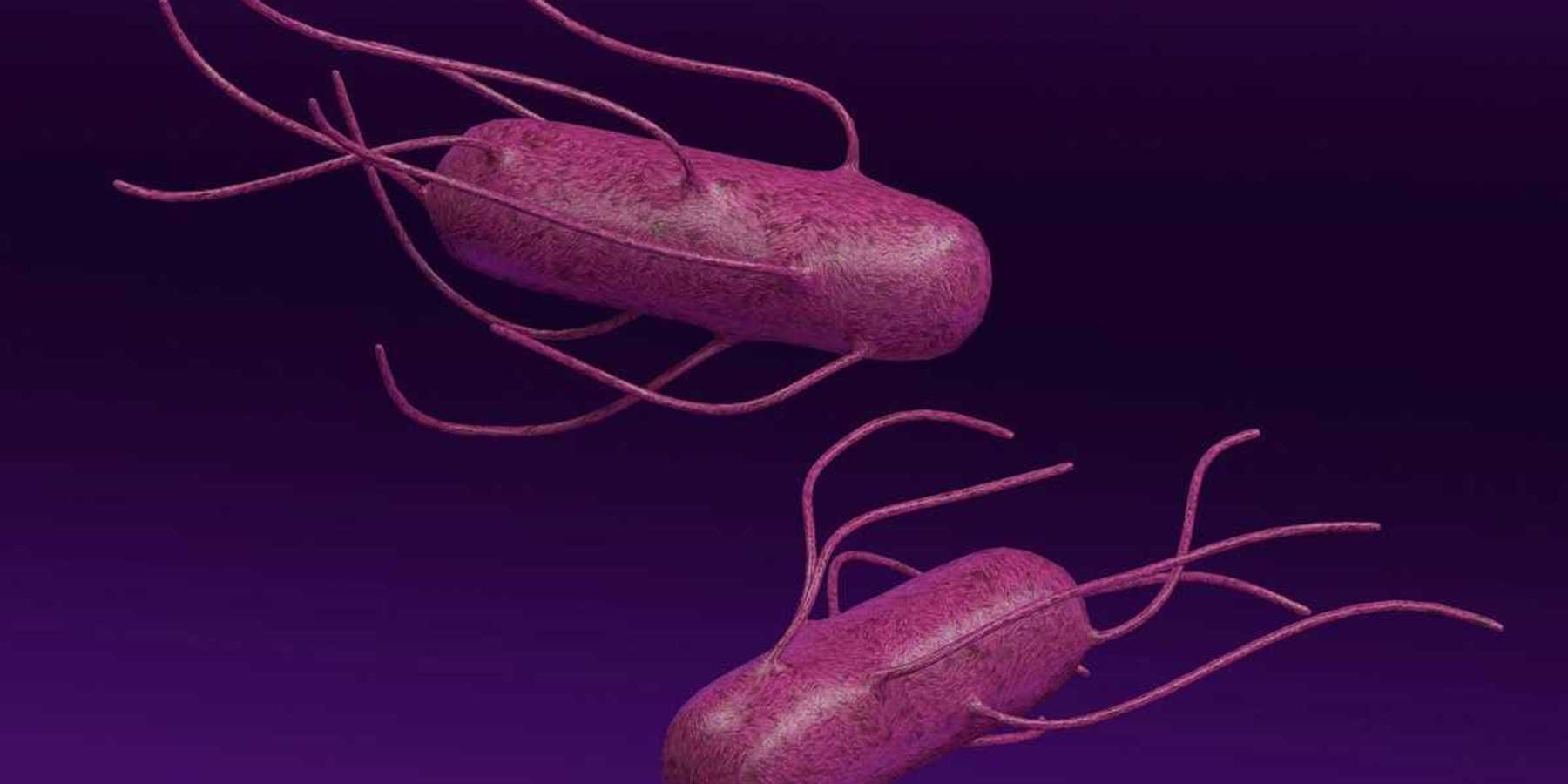 Illustration of vibrio bacteria depicted in color as purple