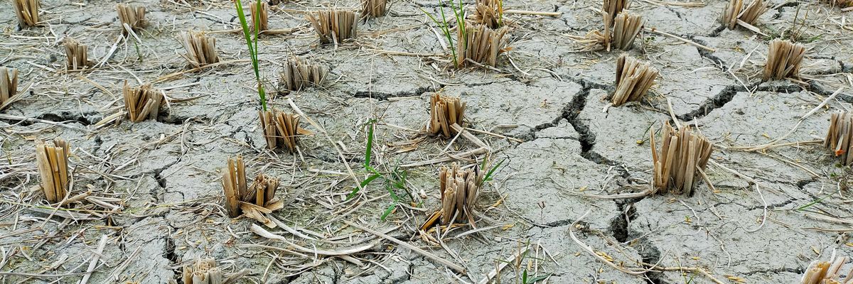 Image of field cracked and dried by drought with desiccated plants cut at the stem.