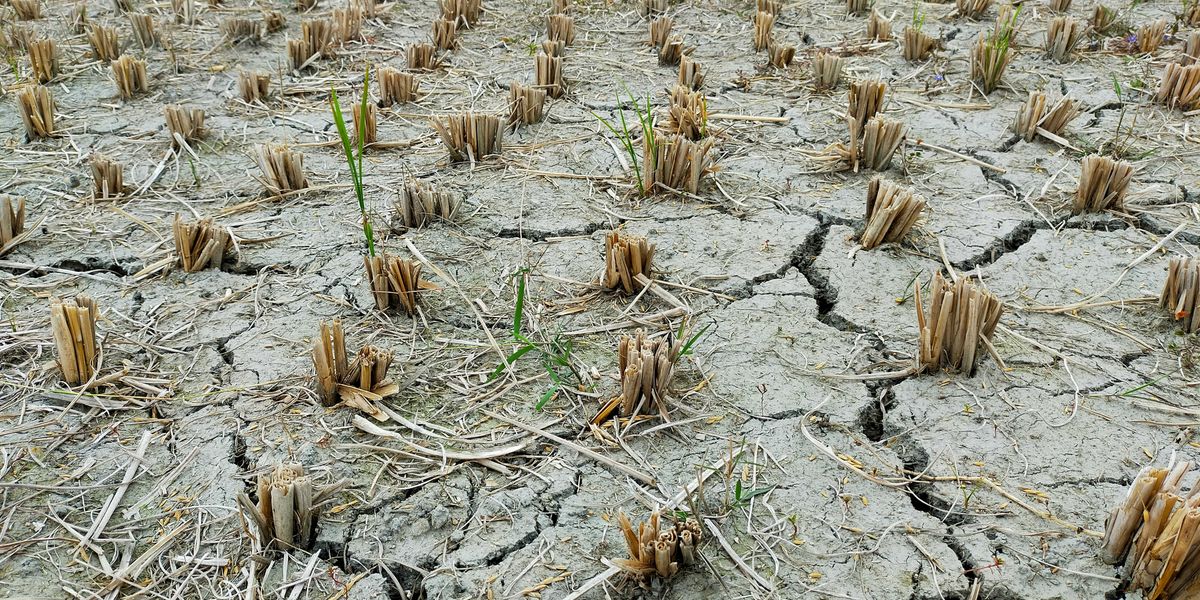 Image of field cracked and dried by drought with desiccated plants cut at the stem.