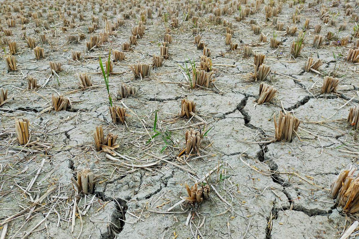 Image of field cracked and dried by drought with desiccated plants cut at the stem.