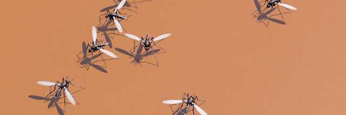 Image of nine mosquitoes against an orange background