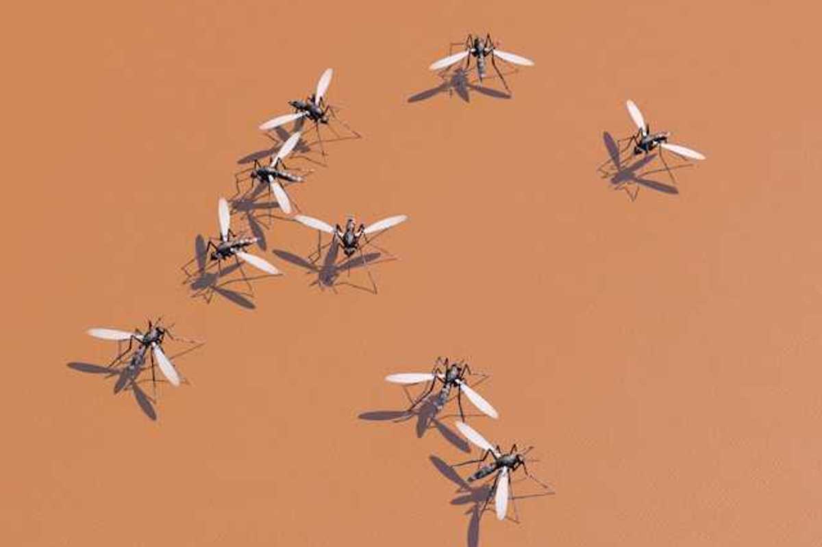 Image of nine mosquitoes against an orange background