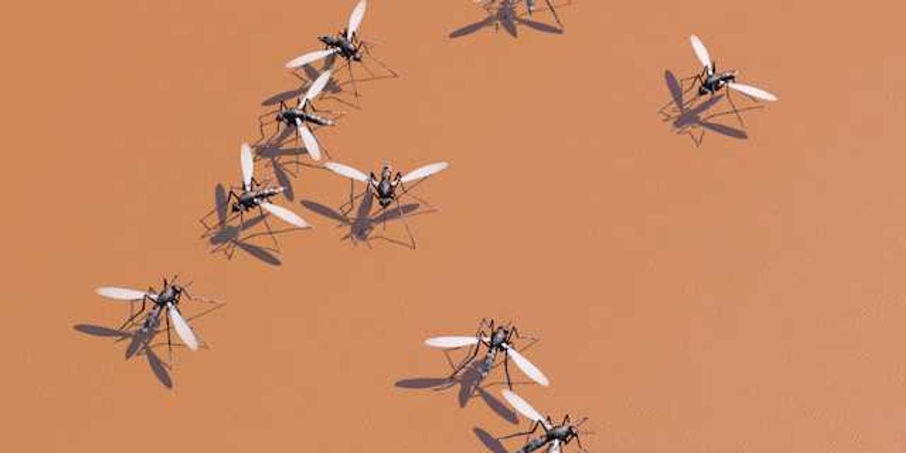 Image of nine mosquitoes against an orange background