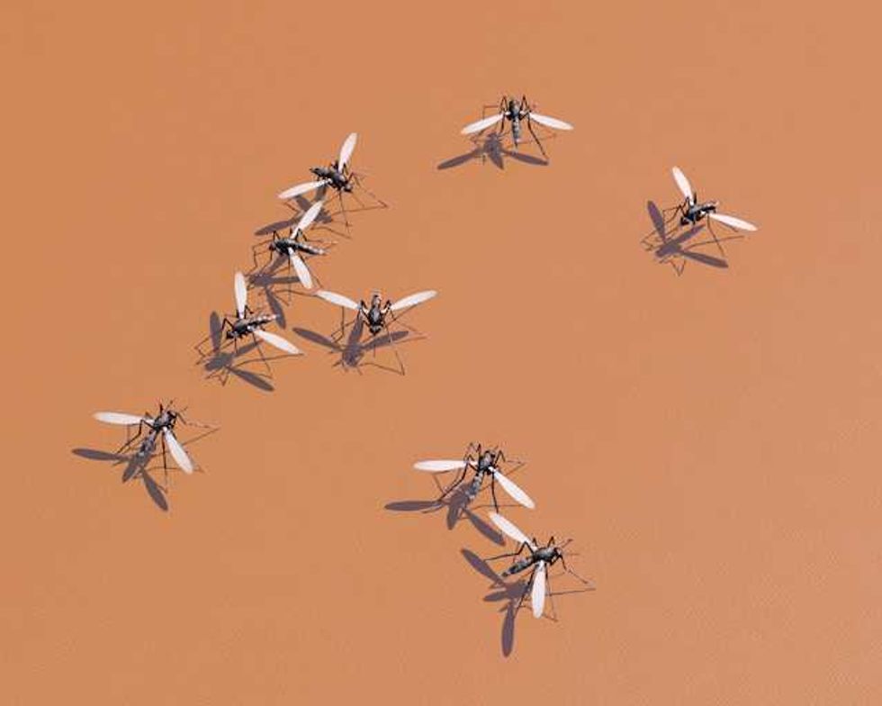 Experts worry as parts of the U.S. see a huge drop in mosquitoes