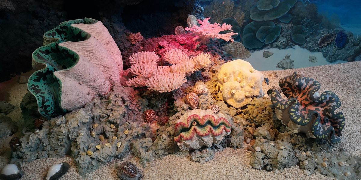 Strategies evolve as ocean heat threatens coral survival in Florida