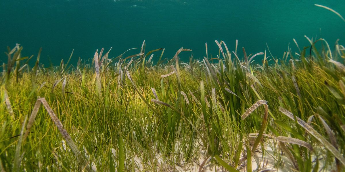 Seagrass: A natural barrier against heavy metal pollution in Australia's waters