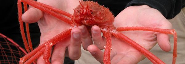 What scientists are learning about the impact of an acidifying ocean.