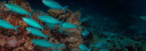 High marine extinction risk by 2100.