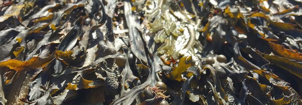 Where's the kelp? Warm ocean takes toll on undersea forests.
