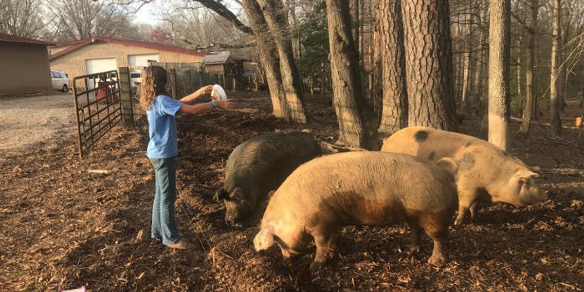 Bringing the “farm” back to hog farming