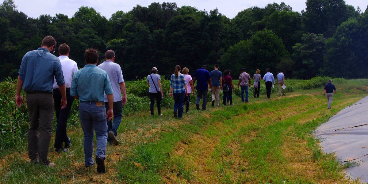 Using biogas to clear the air near hog farms