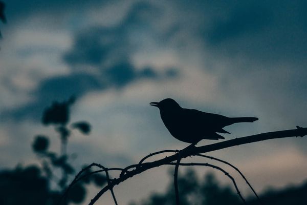 How migratory birds are moving Lyme disease to new places and peoples