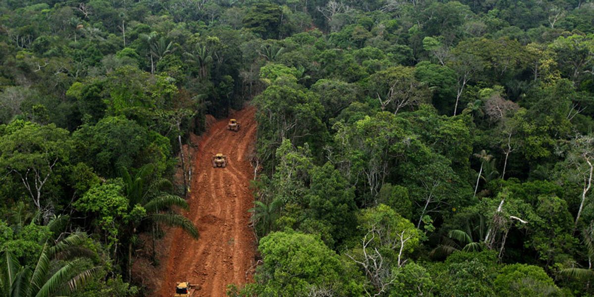 Unmapped roads raise risk to Southeast Asian rainforests: study
