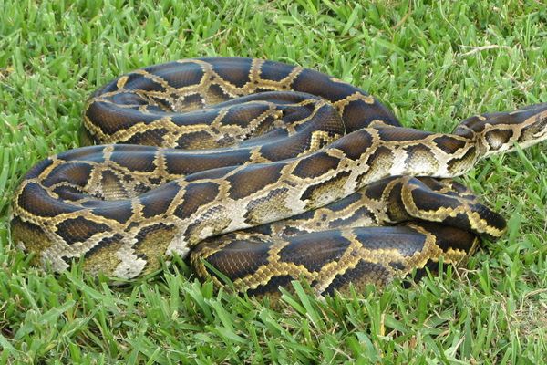 Weekend Reader: Those invading animals!