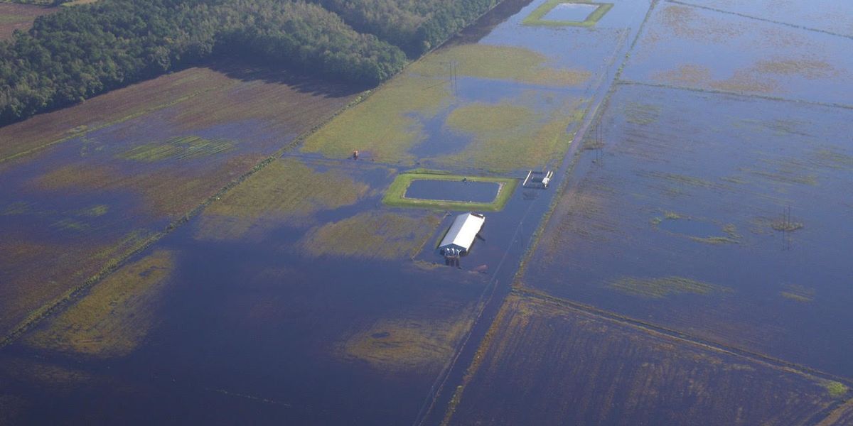 In North Carolina, hog waste pollution a familiar result. Will things ever change?