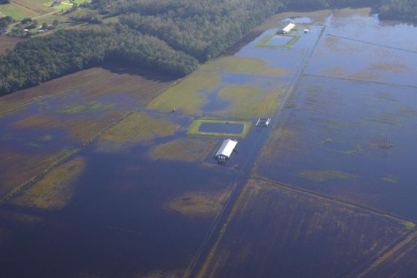 In North Carolina, hog waste pollution a familiar result. Will things ever change?