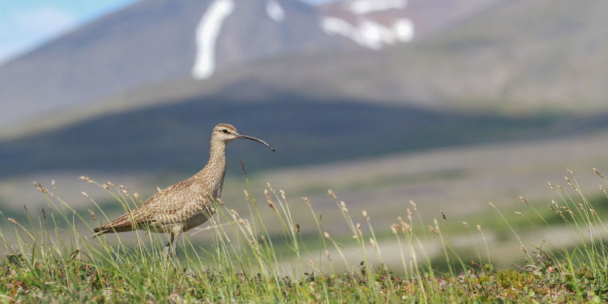 Shorebird egg theft is becoming a big problem in the Arctic. And climate change is behind it.