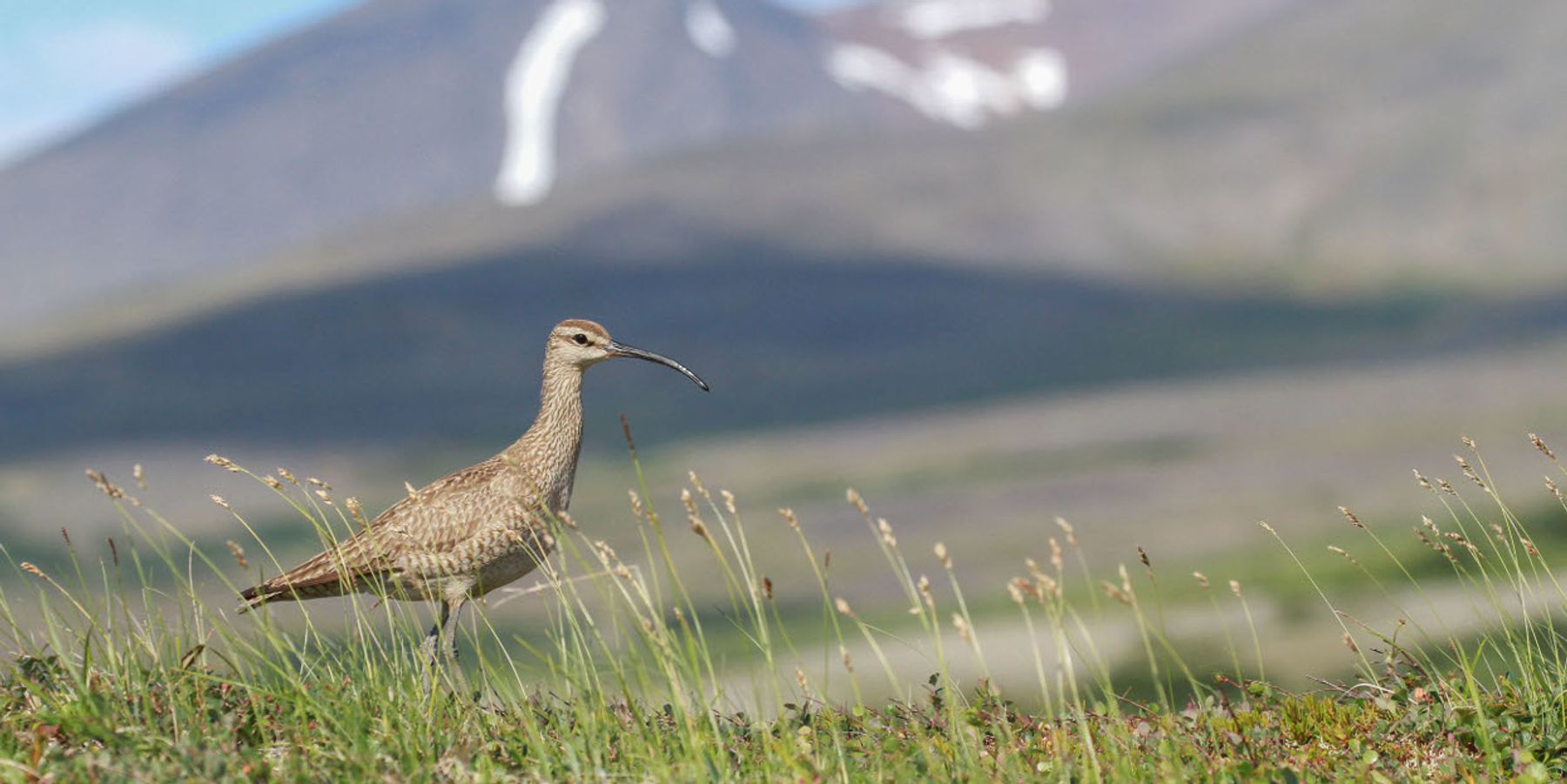 Shorebird egg theft is becoming a big problem in the Arctic. And climate change is behind it.