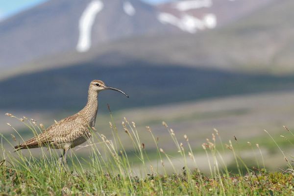 Shorebird egg theft is becoming a big problem in the Arctic. And climate change is behind it.