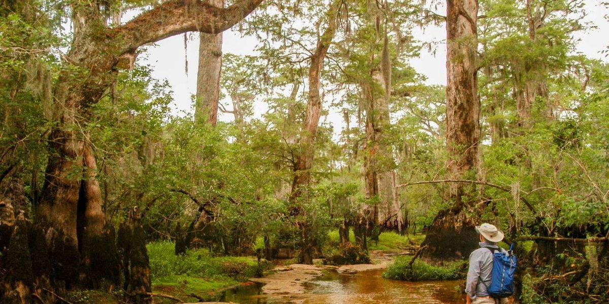 Ancient North Carolina trees that hold climate clues are under threat