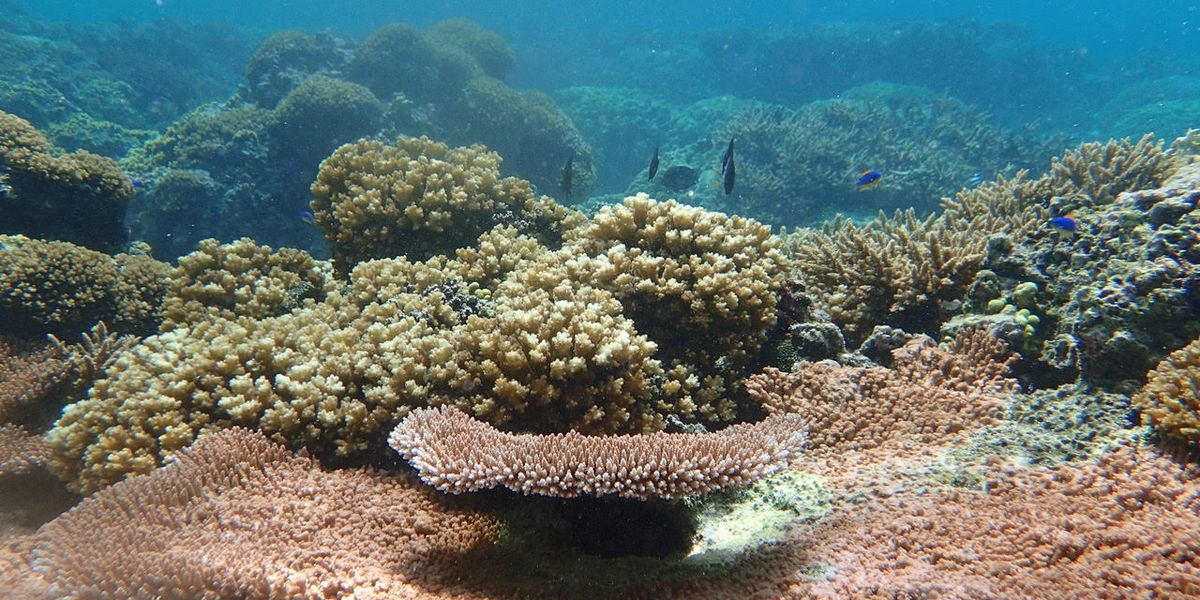 “A friend is gone:” Handpicking hardy corals to save them from warming waters