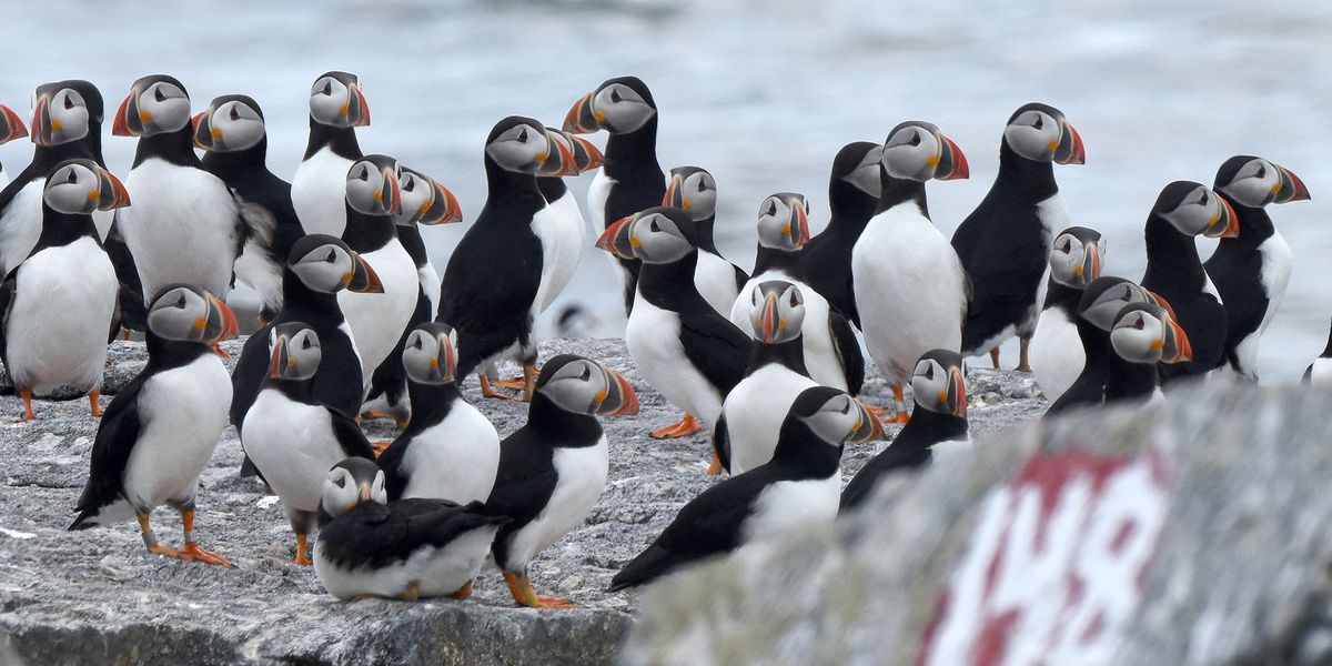 What Puffins Eat Audubon Seabird Institute