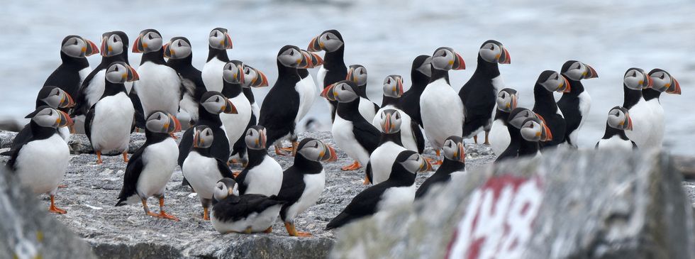 Facing uncertain future, puffins adapt to survive climate change - The ...