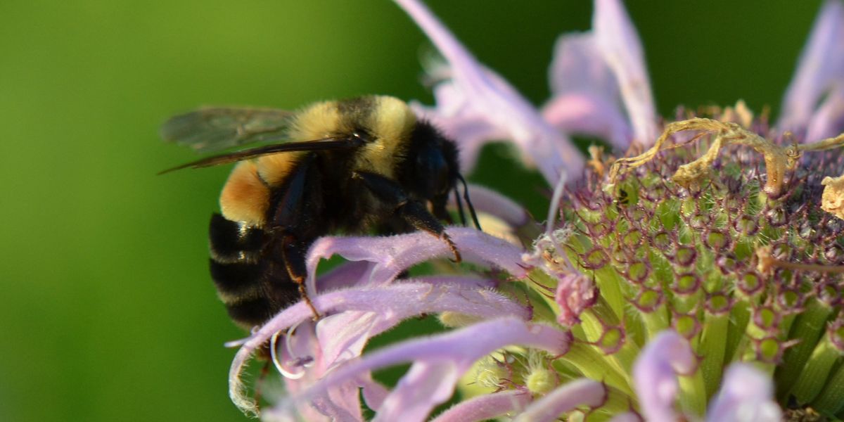 “Climate chaos” and bumble bee extinctions