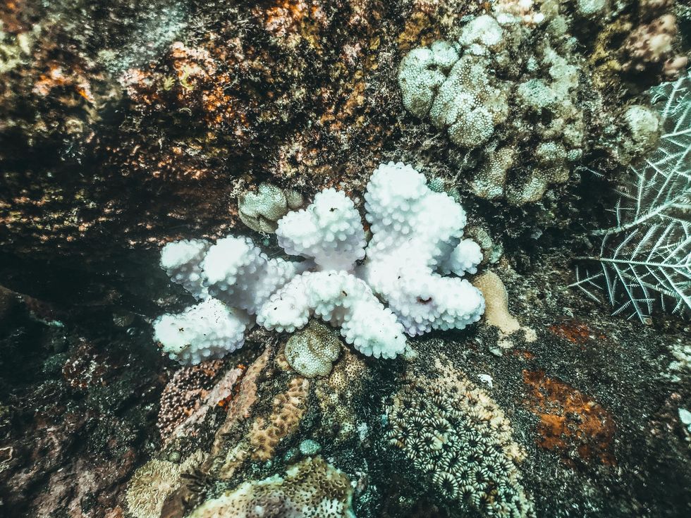 Caribbean corals suffer extensive bleaching from unprecedented heat